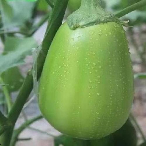 河南作家吃瓜,揭秘幕后故事与创作灵感