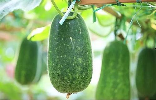 伏天吃四瓜,四瓜助你清凉度夏