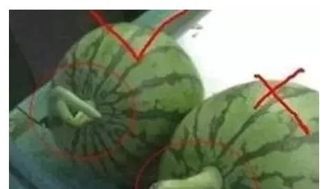 吃瓜想起种瓜人,人生百态的感悟之旅