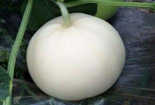 儿童吃梨瓜视频,趣味视频教你轻松喂食小宝贝