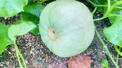 今天吃的瓜,揭秘娱乐圈最新热点事件