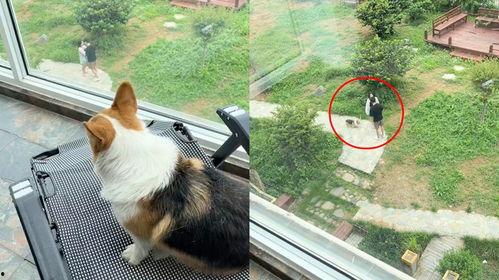 楼下吵架狗吃瓜,狗吃瓜成焦点，一场“狗界”八卦盛宴