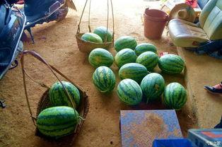 天瓜咋吃,天瓜的多样食用方法与美味探索