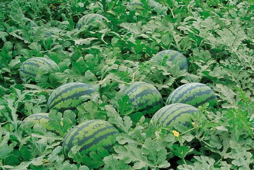 梦见一片绿色瓜地摘瓜吃,瓜地摘瓜，品味绿色田园之乐