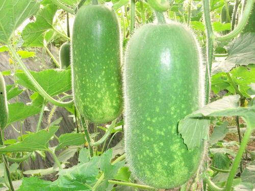 通盛吃瓜,揭秘娱乐圈背后的那些事儿